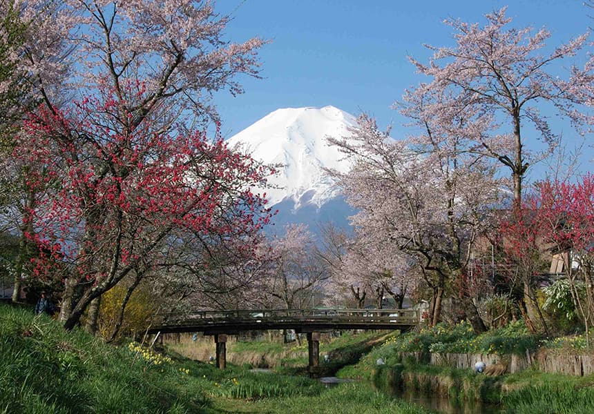 A picture of Oshino Haikkai with cherry blossom trees lining the sides. The focus of the image is of Mount Fuji.