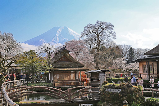 A picture of Oshino Hakkai focused on the village houses and cherry blossoms. Mt. Fuji can be seen in the background.